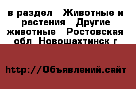  в раздел : Животные и растения » Другие животные . Ростовская обл.,Новошахтинск г.